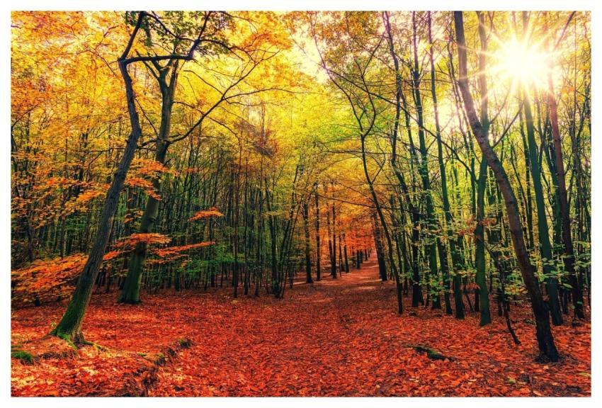 Forest Full Hd Wallpaper Free Wallpaper Woods