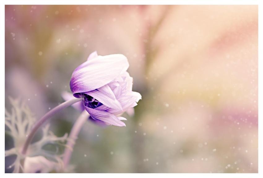 Anemone Wallpaper 4K Wallpaper Hd Flower Wallpaper