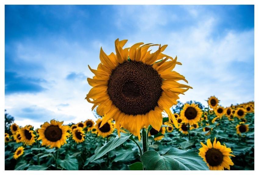 Sunflower Yellow Beautiful Flowers Flora