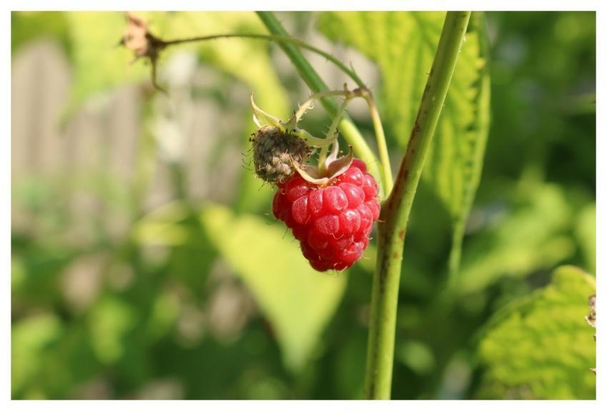 Food Fruit Fruits Garden