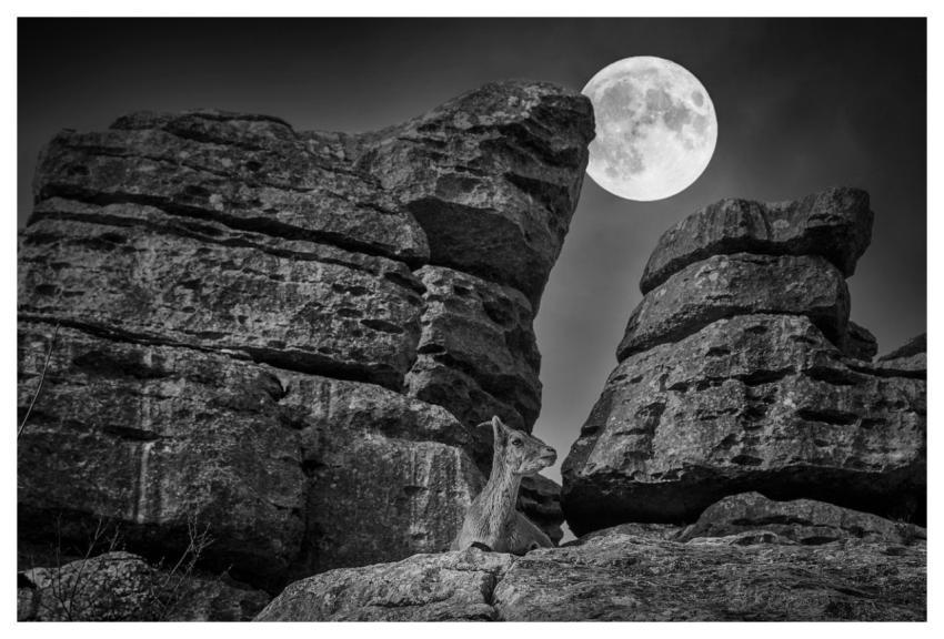 Moon Rocks Goat Mountain