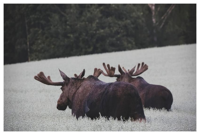 Moose Nature Norway Animal
