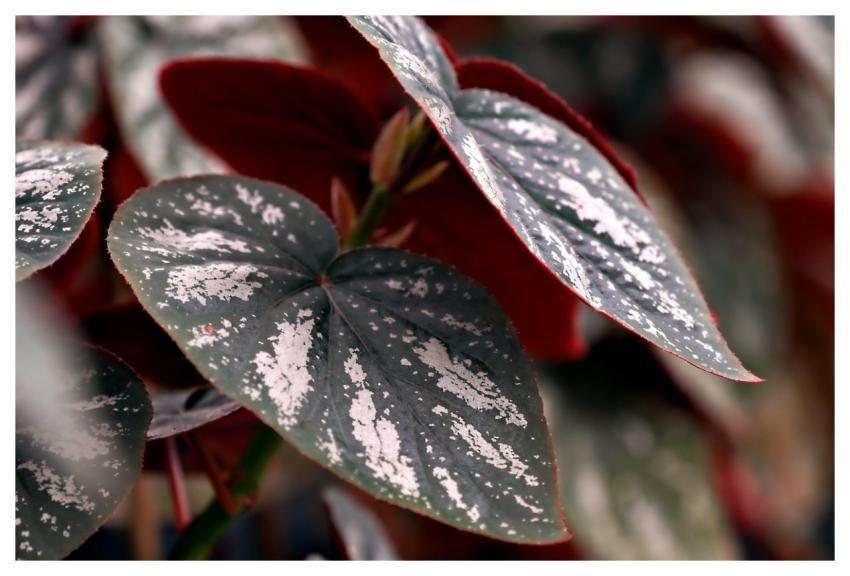 Leaves Plant Pattern Leaves Textured