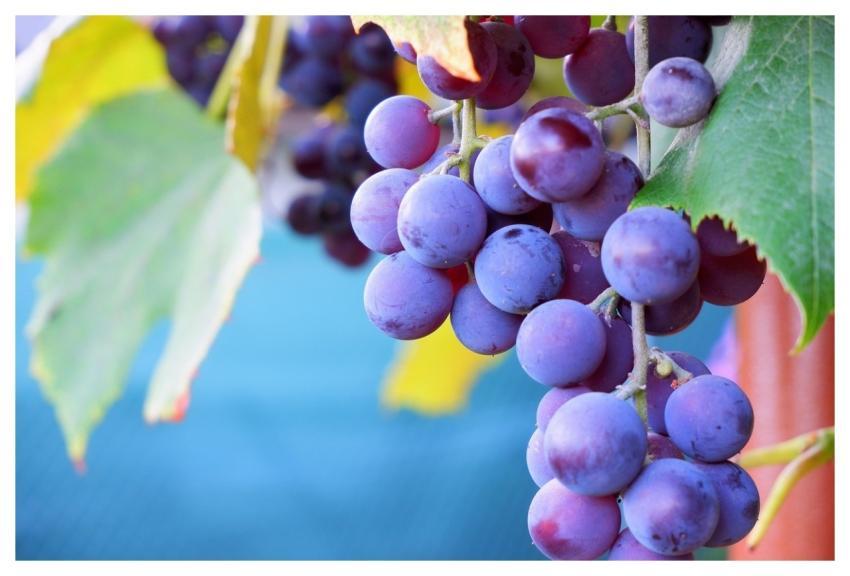 Grapes Nature Autumn Increase