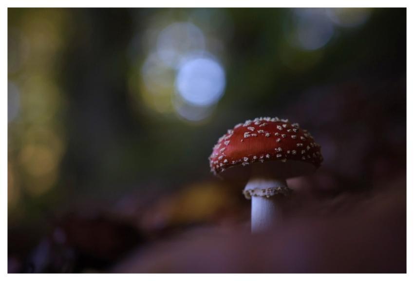 Toadstool Nature Mushroom Fall