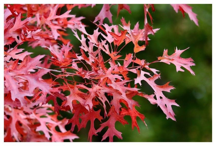 Oak Oak Leaves Red Leaves Autumn Leaves