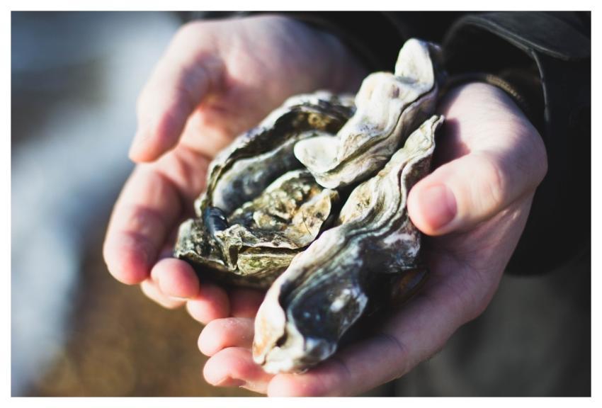 Nature Oysters Shells People