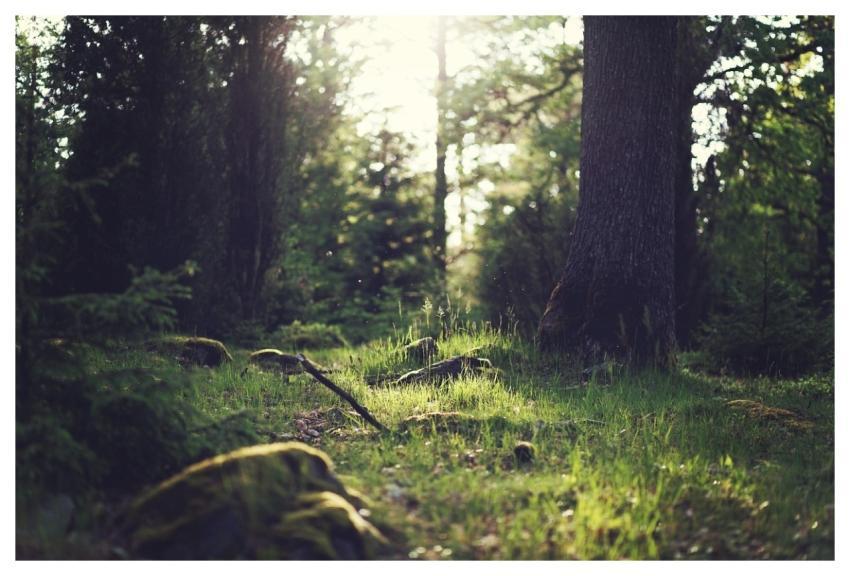Forest Trees Light Dust