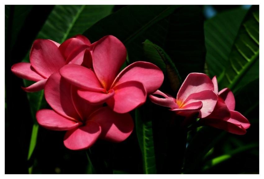 Plumeria Frangi Pani Flora Flower