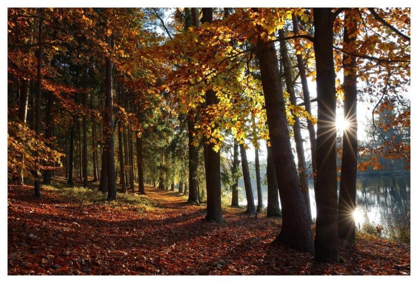 Autumn Forest Lake Fall