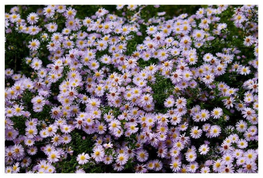 Asters Fall Sea Of Flowers Blooming