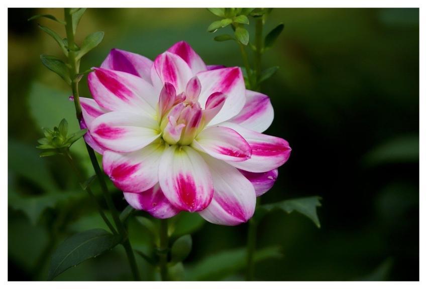 Dahlia Two-Tone Blossom Bloom