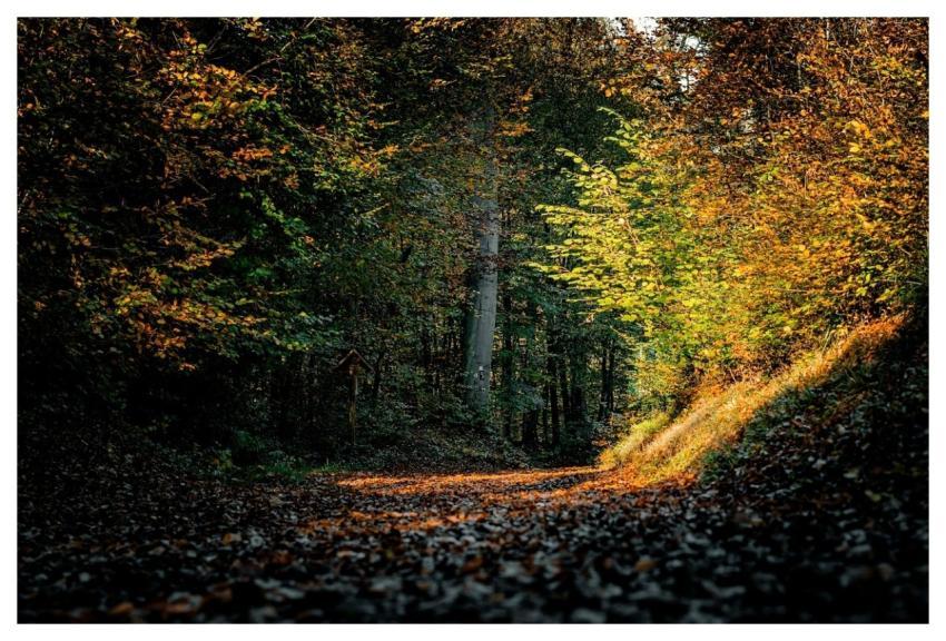 Autumn Forest Path Nature