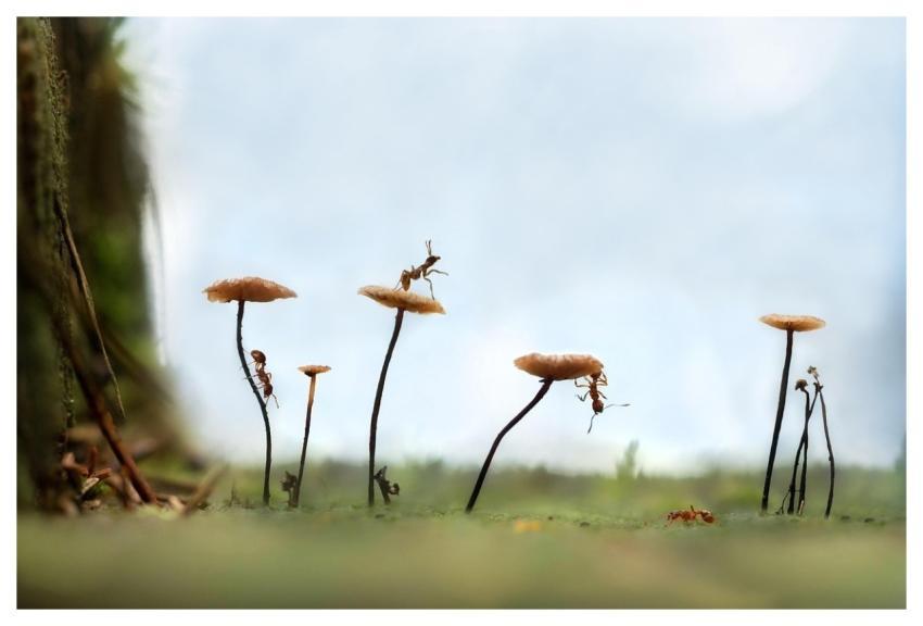 Ants Insects Nature Forest