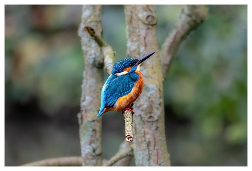 Kingfisher Nature Wallpaper Beautiful Wallpaper Wa
