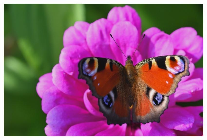 Butterfly Peacock Butterfly Close Up Blossom