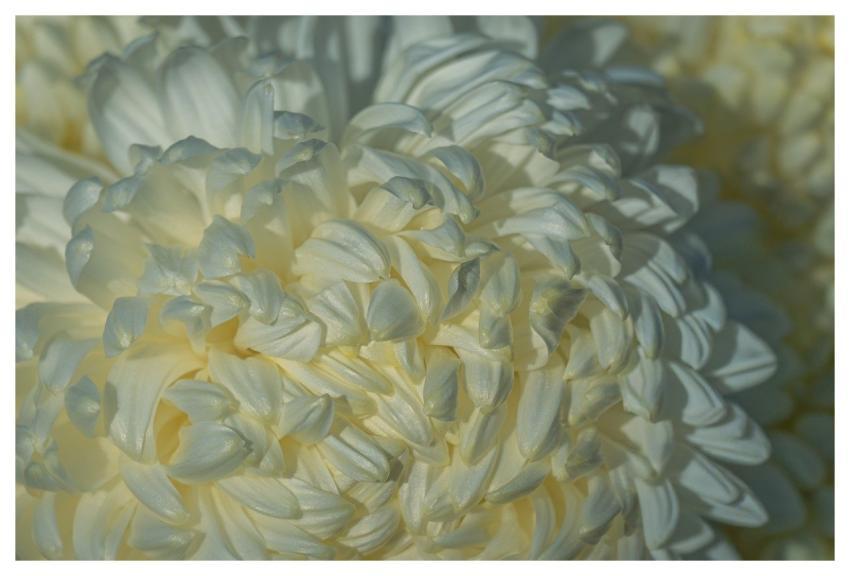 Chrysanthemum Flower Blossom Bloom