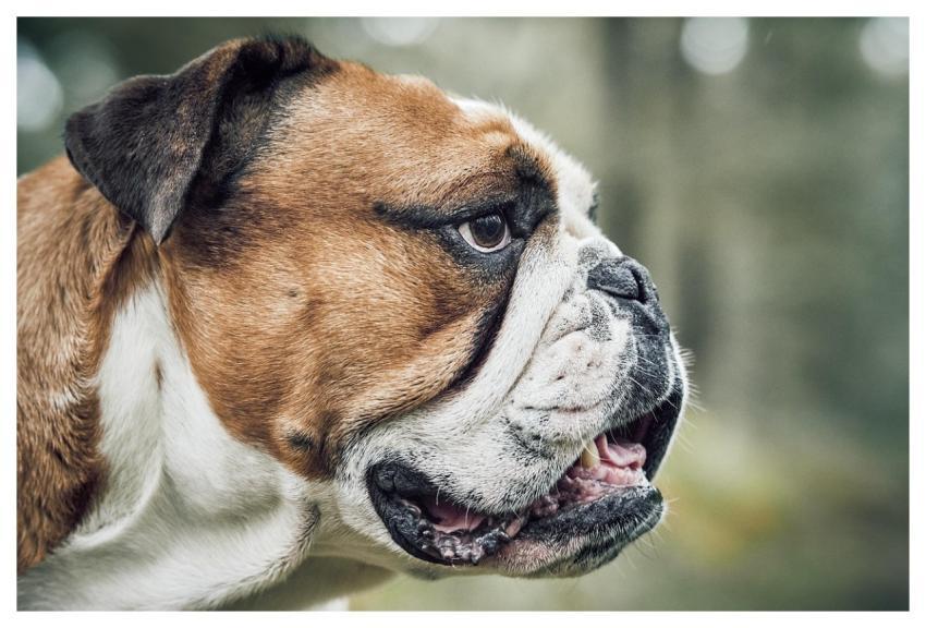 Dog Bulldog Animal Pet