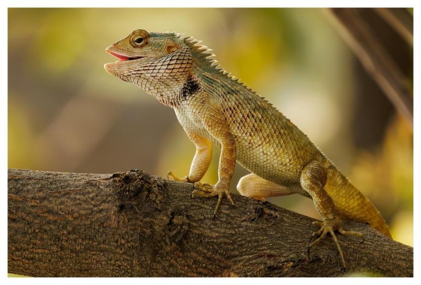 Lizard Garden Lizard Tree Garden