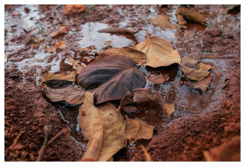 Autumn Nature Fall Soil