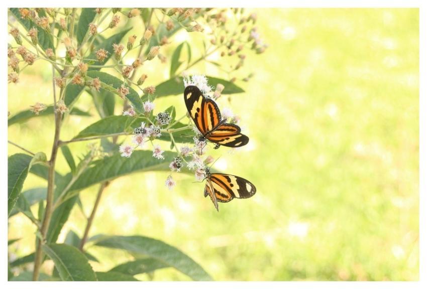 Butterflies Animal Life Health Santosmirian