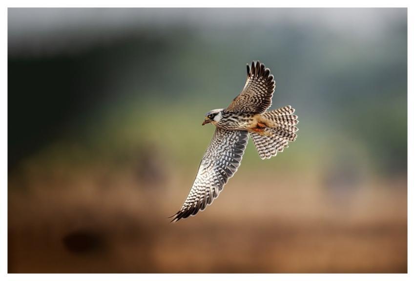 Bird Nature Animal Wildlife