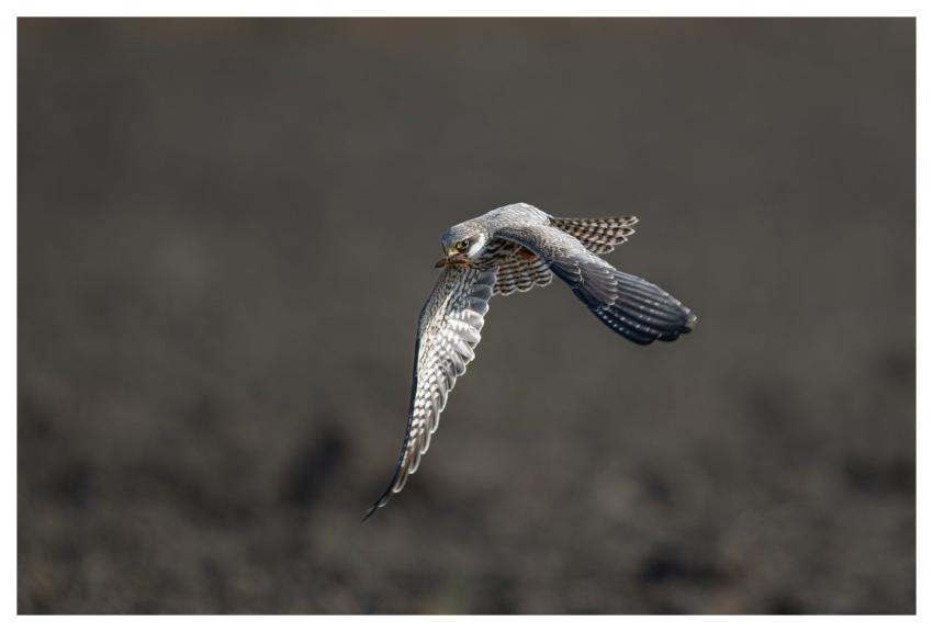 Bird Nature Animal Wildlife