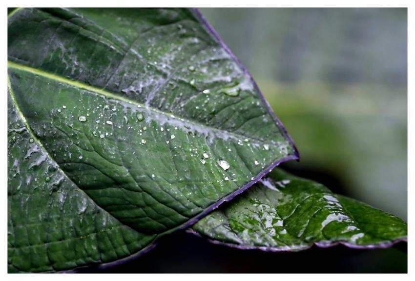 Green Leaves Plants Foliage Raindrops