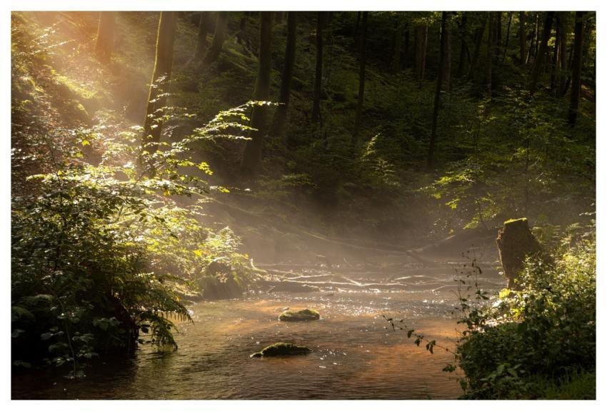 Fall Summer Forest Flow