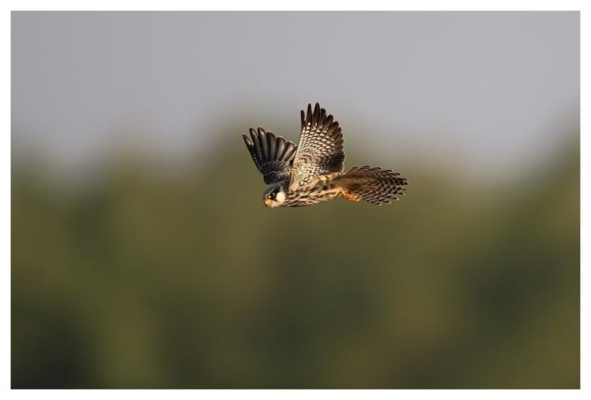 Bird Nature Animal Wildlife