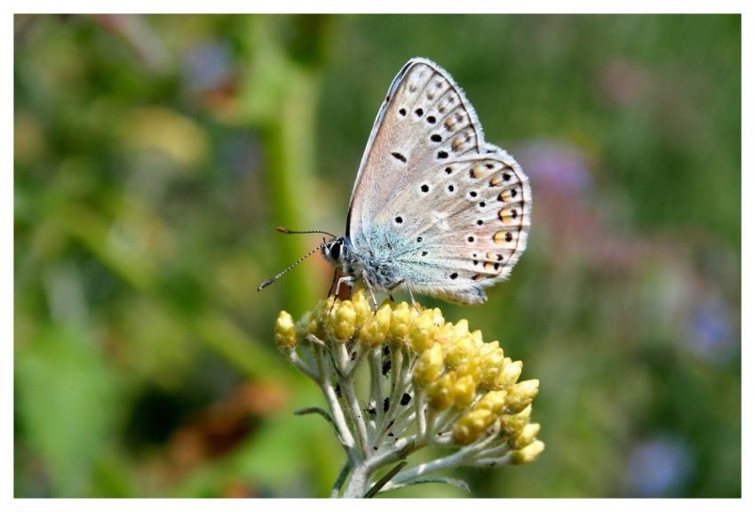 Butterfly Nature Icarus Mac Wallpaper