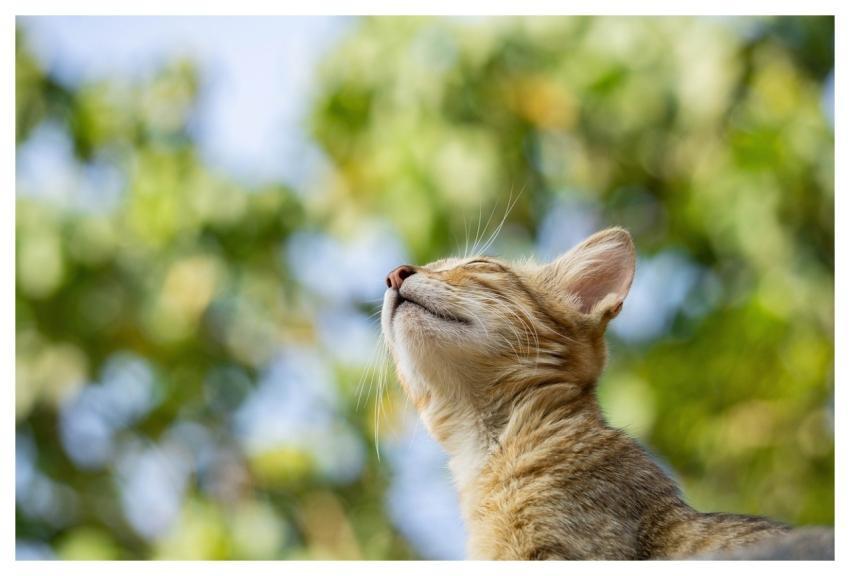 Cat Nature Pet Feline