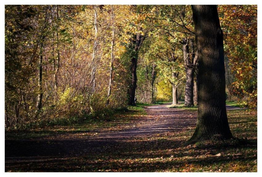 Fall Nature Leaves Autumn Leaves