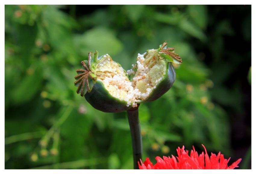 Capsules Garden Papaver Nature