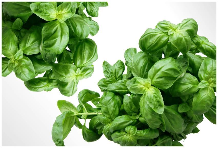 Vibrant fresh basil leaves, perfect for healthy co