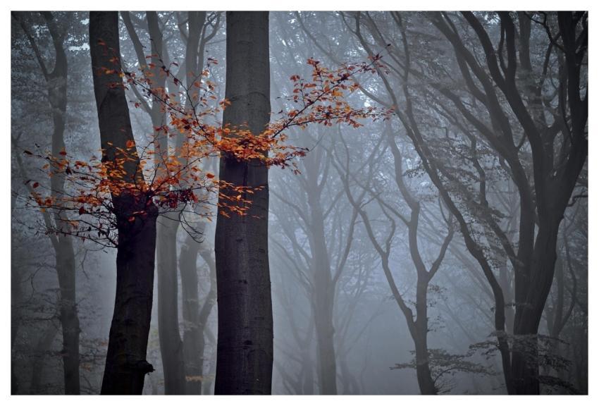 Forest Nature Trees Beech