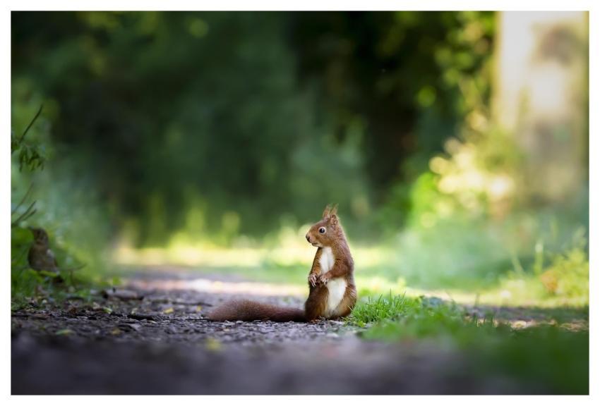 Squirrel Rodent Animal Mammal