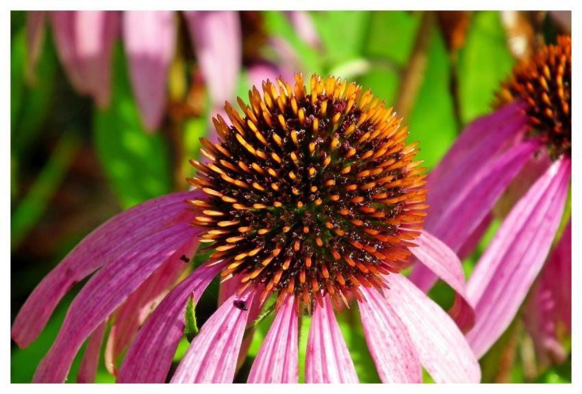 Flower Echinacea Purple Nature