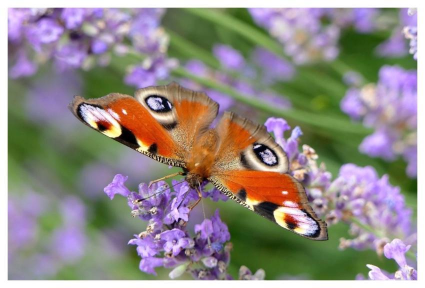 Peacock Butterfly Butterfly Close Up Nature
