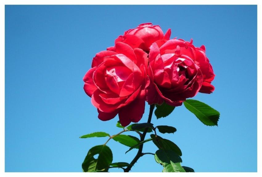 Flowers Roses Red Summer