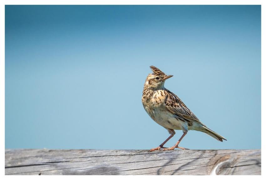 Bird Sitting Lark Alauda Arvensis