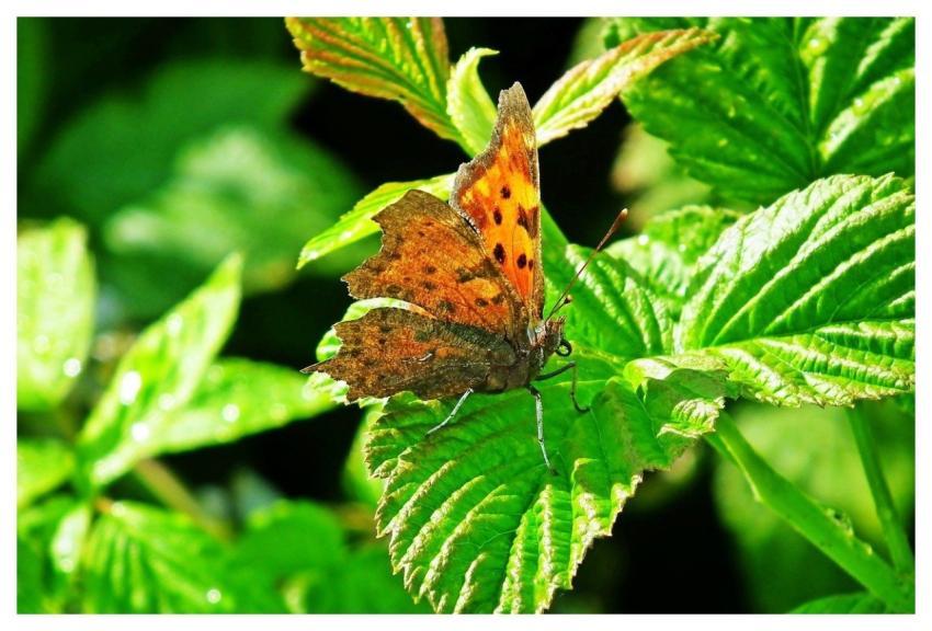 Butterfly Rusalka Colorful Leaf