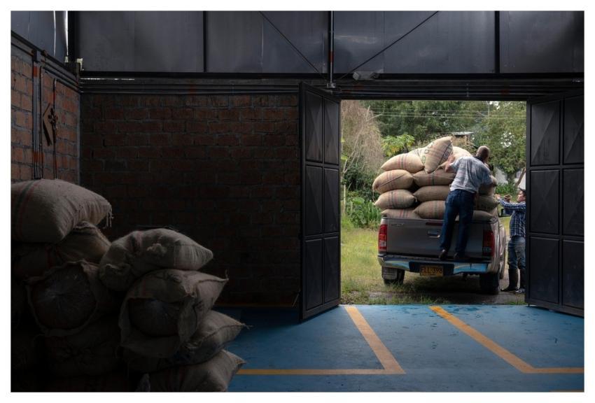 Farming Colombian Coffee Colombia Harvest