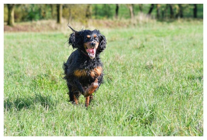 Dog Gordon Setter Animal To Run