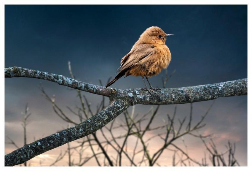 Bird Night Branches Darling