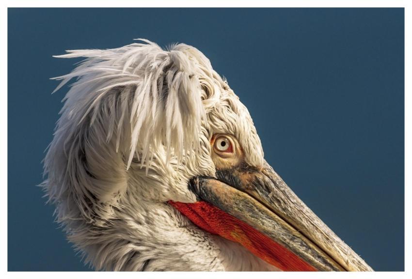 Pelicans Birds Flights Pelican