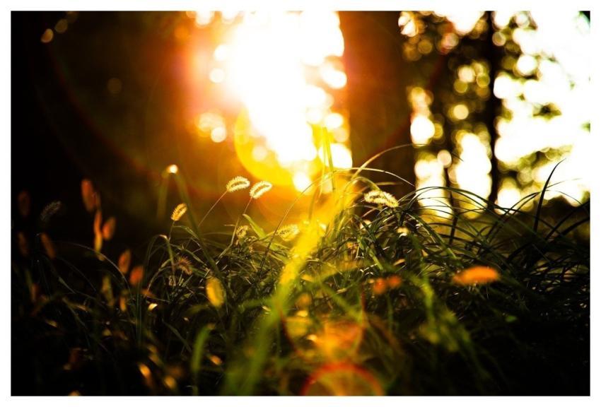 Autumn Flower Wallpaper August Plant