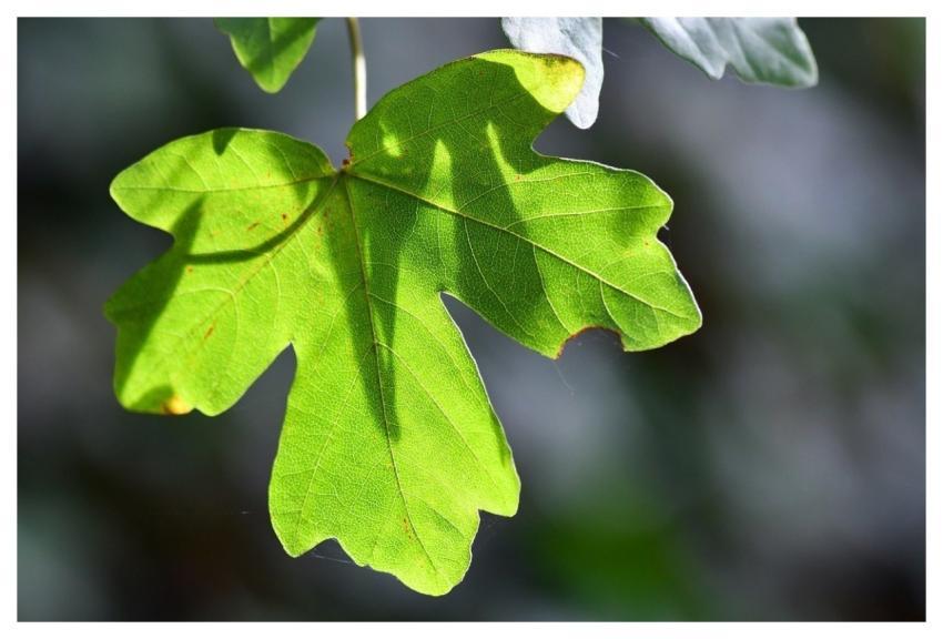 Leaf Maple Tree Green