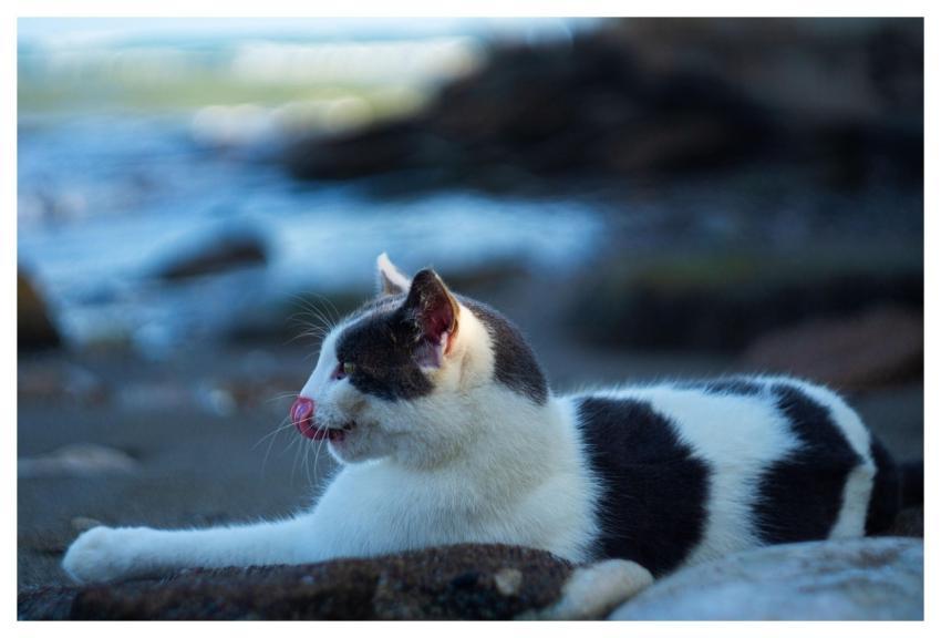 Cat Animal Mammal Feline