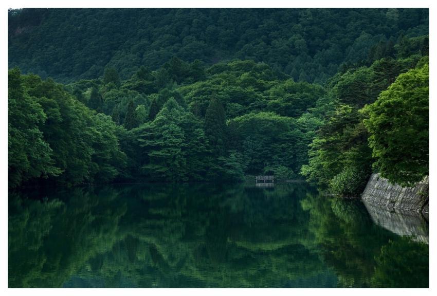 Lake Forest Dock Water